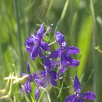 2018-05-31 NABU Nördlinger Ries 01