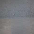 2018-06-03 NABU Nördlinger Ries 108