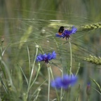 2018-06-03 NABU Nördlinger Ries 123