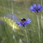 2018-06-03 NABU Nördlinger Ries 124