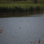 2018-06-03 NABU Nördlinger Ries 125